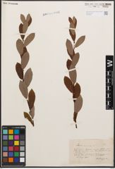 Foto von Salix cinerea L.
